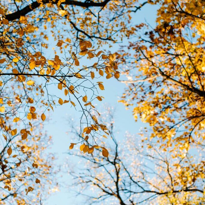 kateryna-hliznitsova-gfejZOPCzWY-unsplash