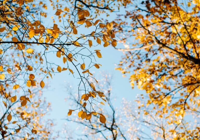 kateryna-hliznitsova-gfejZOPCzWY-unsplash